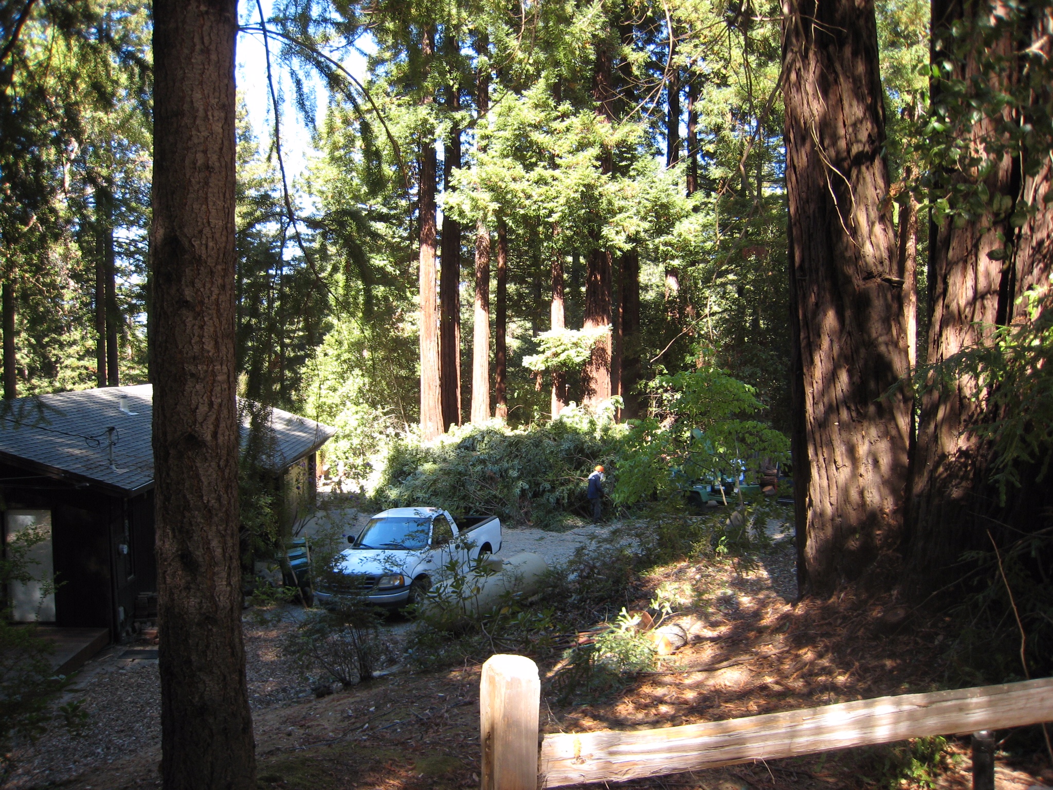 cutting brush, limbing redwoods