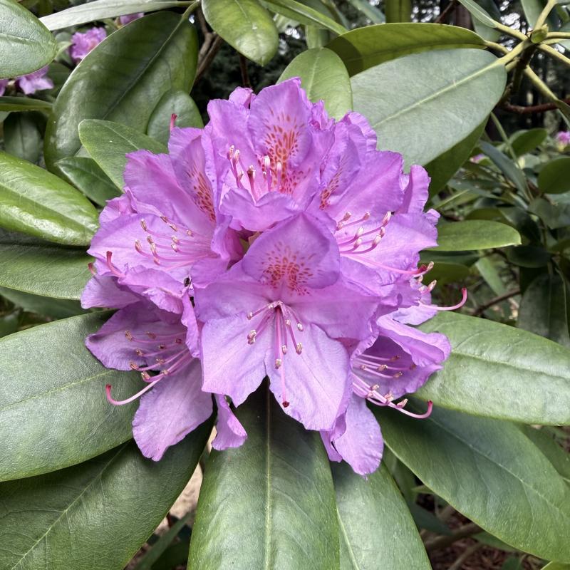 Rhodies are blooming