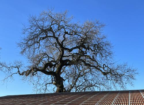 Oak tree blue sky