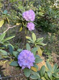 img_6038.jpeg