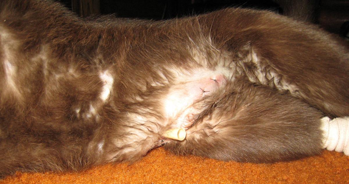 steve-wound.jpg