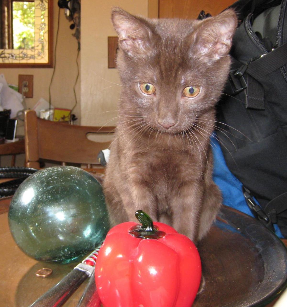 stevefruit.jpg