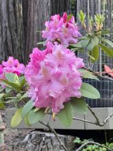 2023 Rhodendrons